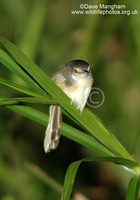 : Prinia flaviventris; Yellow-bellied Prinia