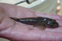 : Cottus aleuticus; Coast Range Sculpin