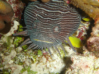 : Sanopus splendidus; Splendid Toadfish