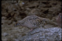 : Zenaida galapagoensis; Galapagos Dove