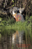 : Urocyon cinereoargenteus; Gray Fox