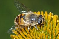 : Eristalis tenax; Drone Fly