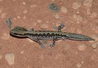 : Diplodactylus ornatus