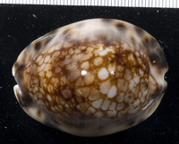 : Cypraea maculifera