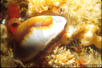 : Cypraea spadicea; Chestnut Cowry