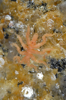 : Pycnogonum stearnsi; Sea Spider