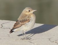 fledgling Northern Wheatear. Photo © A. Braunlich