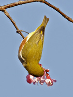 Chestnut-flanked White-eye