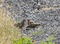 Mourning Dove