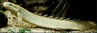 Polypterus