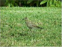 Pacific Golden Plover