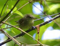 セーシェルヤブセンニュウ Seychelles Bush-Warbler Bebrornis sechellensis