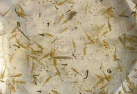 Eubranchipus grubii - Fairy Shrimp