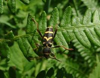 Clytus arietis arietis var. gazella