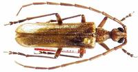 Vesperus ligusticus