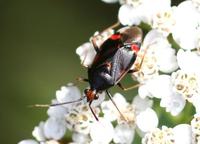 Deraeocoris ruber var. atra