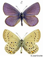 Vacciniina optilete - Cranberry Blue