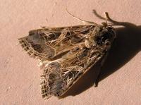 Spodoptera littoralis - Mediterranean Brocade