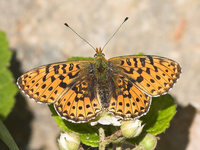 Boloria euphrosyne - Pearl-bordered Fritillary