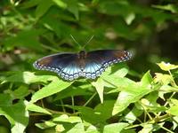 Limenitis arthemis astyanax - Red-spotted Purple