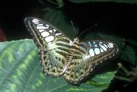 Parthenos sylvia