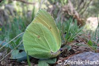 Gonepteryx cleopatra cleobule