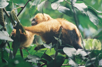 Golden lion tamarin (Leontopithecus rosalia)