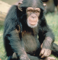 Chimpanzee (Pan troglodytes)