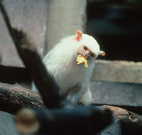 Silvery marmoset (Callithrix argentata)