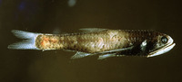 Lampanyctus pusillus, :