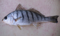 Umbrina coroides, Sand drum: fisheries, bait