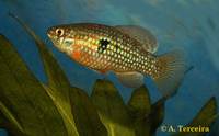 Jordanella floridae, Flagfish: aquarium