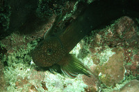 Cirripectes obscurus, Gargantuan blenny: aquarium