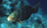 Chlorurus bleekeri, Bleeker's parrotfish: fisheries, aquarium