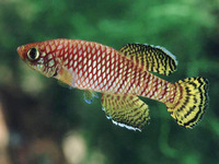 Nothobranchius korthausae, : aquarium