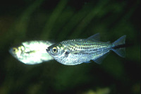 Triportheus angulatus, : fisheries, bait