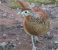 Lady Amherst Pheasant Chrysolophus amherstiae Female