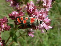 Zygaena carniolica