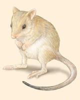 Image of: Bettongia gaimardi (Tasmanian bettong)