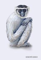 Image of: Hylobates moloch (silvery gibbon)