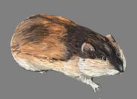 Image of: Lemmus lemmus (Norway lemming)