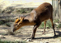 Image of: Muntiacus reevesi (Reeves's muntjac)