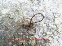 Gordius aquaticus