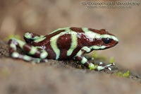 Dendrobates auratus - Dart Poison Frog