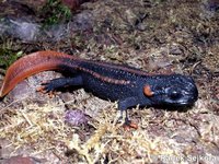 Tylototriton kweichowensis - Kweichow Crocodile Newt