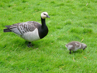 Branta leucopsis - Barnacle Goose