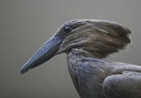 Scopus umbretta - Hamerkop