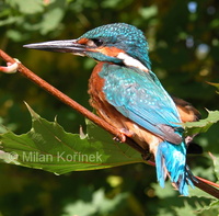 Alcedo atthis ispida