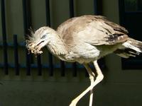 Cariama cristata - Red-legged Seriema