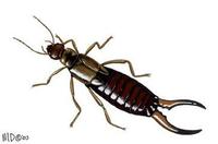 Image of: Forficula auricularia (European earwig)